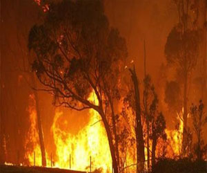 مصر اليوم - درجات الحرارة في أستراليا تصل إلى مستويات قياسية