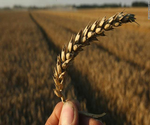   مصر اليوم - الإنتاج الزراعي في الجزائر يقفز 32% العام 2012