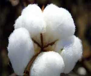   مصر اليوم - الزراعة تحسم اليوم مصير أسعار بذرة الأقطان