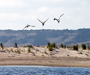   مصر اليوم - جزيرة كنغارو الأسترالية وجهة عشاق البرية في العام الجديد