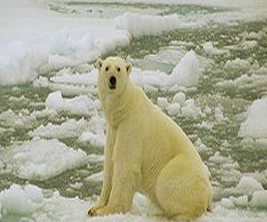 مصر اليوم - انقسام نشطاء الحياة البرية بشأن حظر تجارة الدببة القطبية