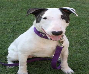 مصر اليوم - الكلاب قادرة على تعلّم أسماء الأشياء بتركيزها على الشكل