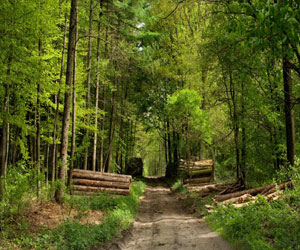   مصر اليوم - ثلثا أشجار العالم مهددة بالإندثار