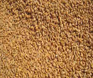 مصر اليوم - طرح مناقصة لاستيراد 60 ألف طن قمح