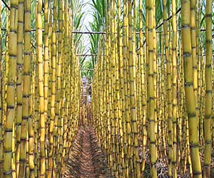   مصر اليوم - الصناعات الغذائية: ارتفاع أسعار توريد قصب السكر سيزيد عجز الموازنة