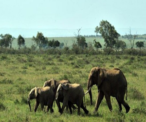 مصر اليوم - دعوات دولية لتوسيع قائمة الكائنات المندثرة