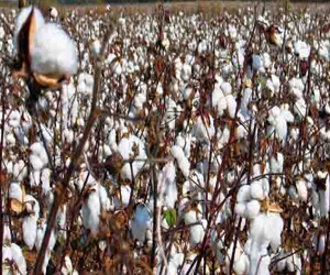   مصر اليوم - القابضة للأقطان: تسويق مليون و430 ألف قنطار وتوقعات بكساد 600 ألف