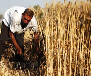   مصر اليوم - لجنة متابعة القمح:الاحتياطي يكفي الاستهلاك حتى منتصف مايو المقبل