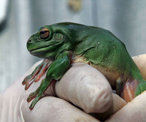   مصر اليوم - البرمائيات الأكثر تعرضا للمخاطر البيئية