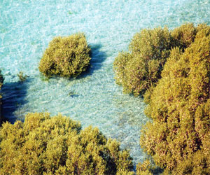 مصر اليوم - أشجار القرم حاضنات غنية للثروة السمكية