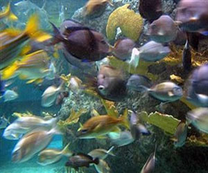   مصر اليوم - الأسماك تتكيف مع التغير المناخي