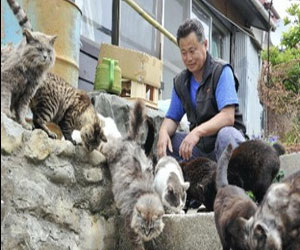  مصر اليوم - جزيرة القطط جنة القطط الضالة في اليابان