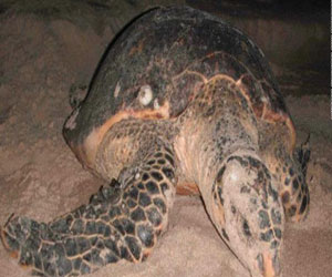   مصر اليوم - جهود لإنقاذ السلاحف ذات الدرع الجلدي من الانقراض