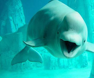  مصر اليوم - الصين تقيم مؤسسة بحثية لحماية الدلافين البيضاء الصينية