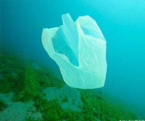   مصر اليوم - النفايات البلاستيكية موطن الكثير من الكائنات البحرية