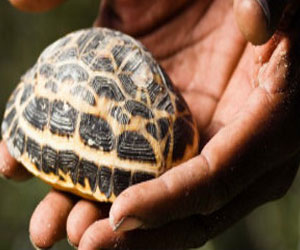   مصر اليوم - سلاحف العنكبوت النادرة تواجه خطر الانقراض في مدغشقر