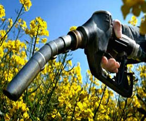 مصر اليوم - الوقود الحيوي يسبب تلوثًا ولا يساعد على تنقية الجو