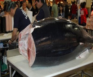 مصر اليوم - 222 كيلو تونا بـ 1.3 مليون دولار