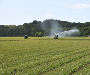 مصر اليوم - ارتفاع الاستثمارات الزراعية في تونس