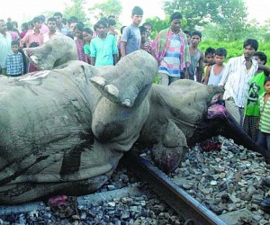   مصر اليوم - قطار مسرع يقتل 6 فيلة في الهند