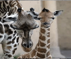 مصر اليوم - زرافة تنفق بأزمة قلبية بعد مطاردة الشرطة لها