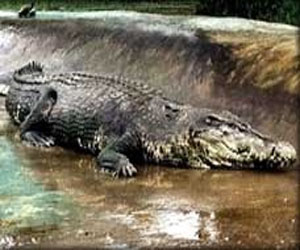 مصر اليوم - محترفون مصريون يصطادون تمساحًا عملاقًا من السد العالي