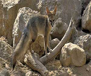 مصر اليوم - ثعالب متوحشة تهاجم الأهالي في الوادي الجديد المصري