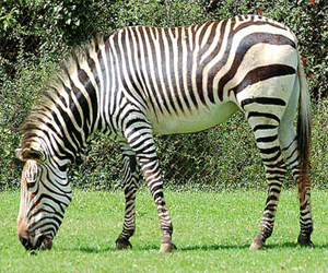 مصر اليوم - اكتشاف لغز الخطوط السوداء المميزة للحمار الوحشي