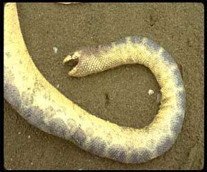 مصر اليوم - ثعبان بحر في مؤخرة نيوزيلندي