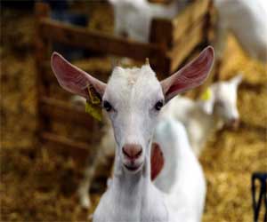   مصر اليوم - بطاقات هوية إلكترونية للأغنام التركية