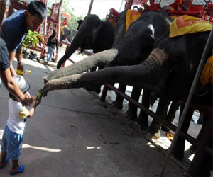 مصر اليوم - زيمبابوي تعاني من ازدياد عدد الفيلة
