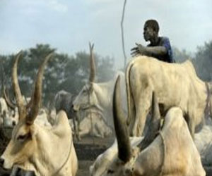 مصر اليوم - جنوب السودان: 30 قتيلاً في هجوم لسارقي ماشية