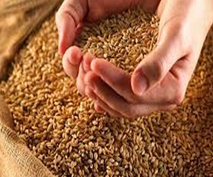   مصر اليوم - ارتفاع أرباح مطاحن ومخابز شمال القاهرة إلى 17 مليون جنيه خلال 4 أشهر