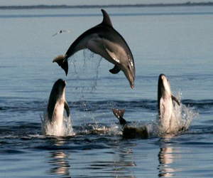   مصر اليوم - تحقيقات في مقتل عشرات الدلافين عمدًا في أميركا
