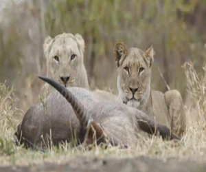 مصر اليوم - مالاوي تستورد الأسود البرية لدعم اقتصادها