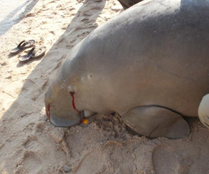 مصر اليوم - العثور على عروس البحر نافقة في الغردقة