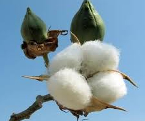 مصر اليوم - 321.1% ارتفاعًا في صادرات القطن المصري خلال الربع الـ 4 للموسم الزراعي