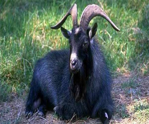   مصر اليوم - عودة الماعز البري إلى جبال البرانس في فرنسا