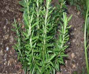 مصر اليوم - عشبة أكليل الجبل الروزمارى تحتوى على مركب طبيعي لصحة العين