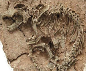   مصر اليوم - اكتشاف حفرية يعتقد انها لأقدم ديناصور عاش 245 مليون عام