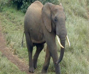 مصر اليوم - فيلة جنوب السودان قد تنقرض في غضون 5 سنوات