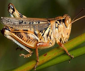 مصر اليوم - اجتماع دولي في جدة لمكافحة الجراد السبت المقبل