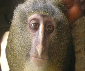   مصر اليوم - ليزولا فصيلة جديدة من القرود الإفريقية