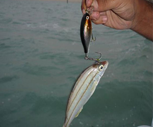 مصر اليوم - سمكة تخنق صيادًا حتى الموت