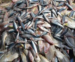   مصر اليوم - ضبط طن من الأسماك الفاسدة منتهية الصلاحية في الإسماعيلية