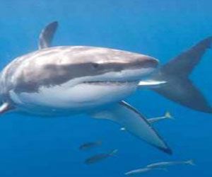 مصر اليوم - البرلمان الأوروبي يصوت على قانون يمنع قطع زعانف سمك القرش وقذفها في البحر