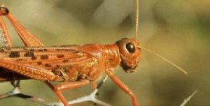 مصر اليوم - اجتماع دولي في جدة لمكافحة الجراد السبت