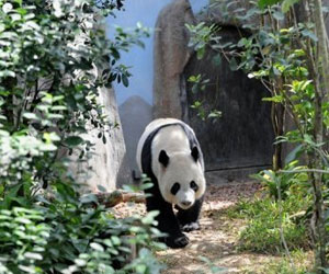 مصر اليوم - الإحترار المناخي قد يحرم دببة الباندا من غذائها الأساسي