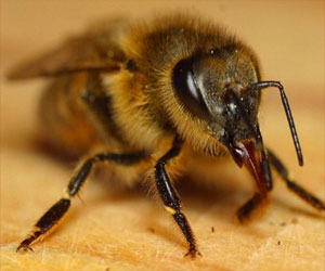   مصر اليوم - النحل قد يساعد في جعل الروبوتات أكثر ذكاء
