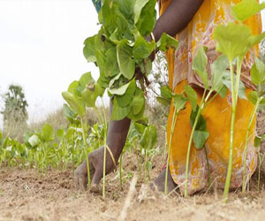   مصر اليوم - نباتات الجاتروفا البذور السامة والمفيدة